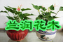 盛世园艺古翠路分店