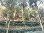 小牙坞山井人家